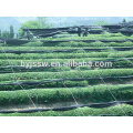 Agricultural Green Shade Net For Vegetable And Fruit